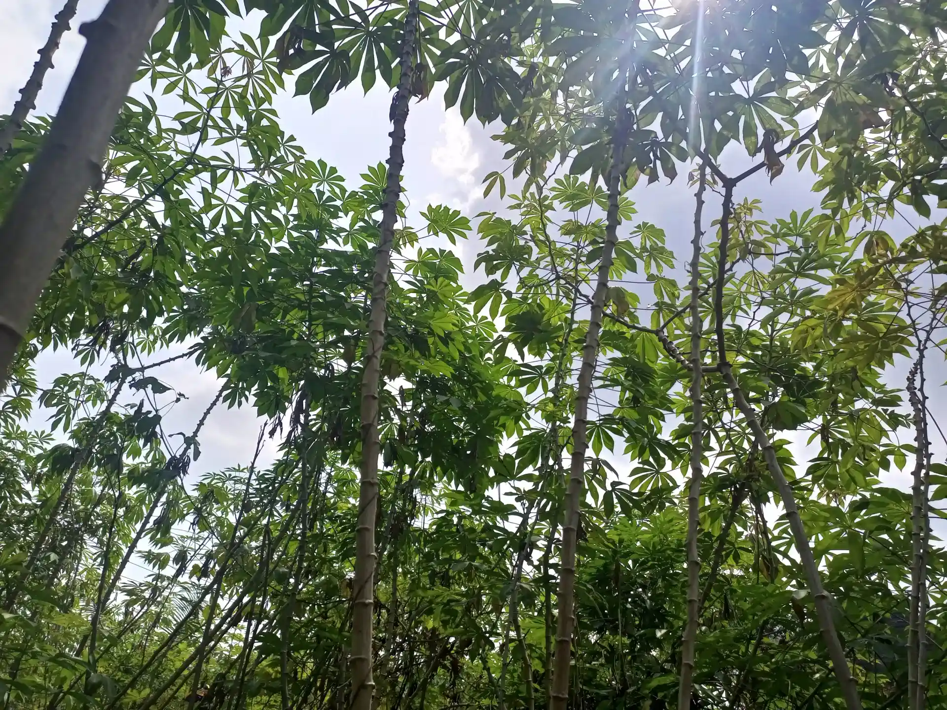 Renewable energy transition